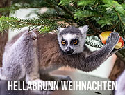Weihnachtsfreude 2020: Elefant Otto mit Mutter Temi in Hellabrunn ©Fotos: Tierpark Hellabrunn / Marc Müller